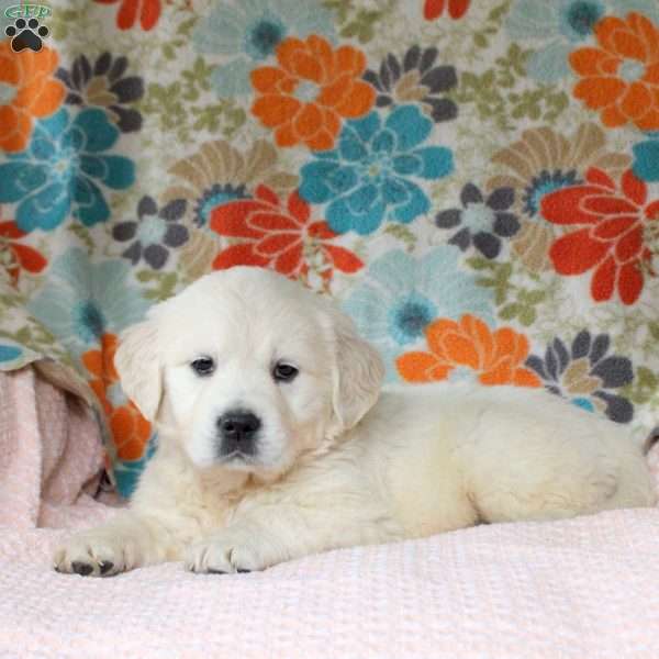 Charlie, English Cream Golden Retriever Puppy