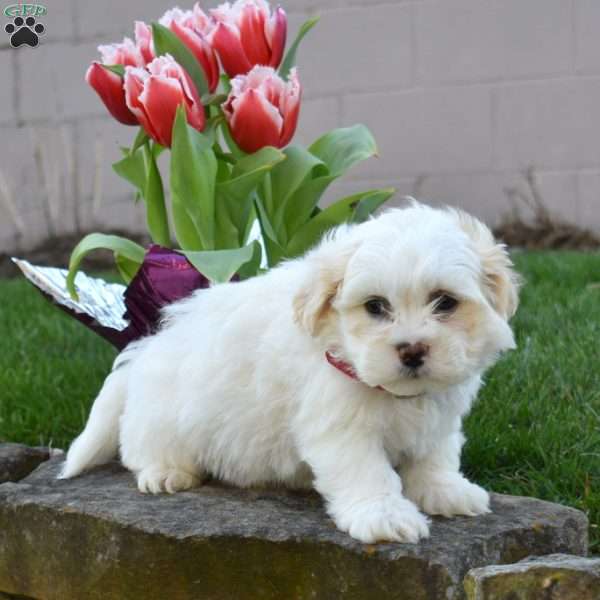 Charlie, Teddy Bear Puppy