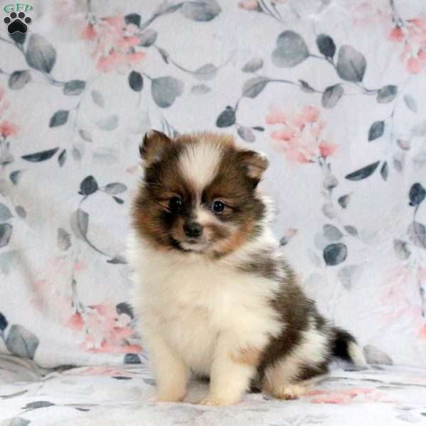 Charlie, Pomeranian Puppy