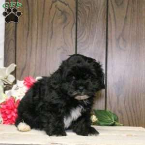 Charlie, Shih-Poo Puppy