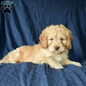 Charlie, Cockapoo Puppy