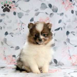 Charlie, Pomeranian Puppy