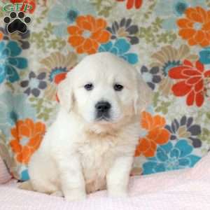Charlie, English Cream Golden Retriever Puppy