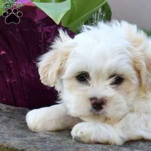 Charlie, Teddy Bear Puppy