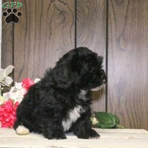 Charlie, Shih-Poo Puppy