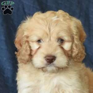 Charlie, Cockapoo Puppy