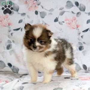 Charlie, Pomeranian Puppy