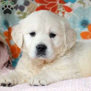 Charlie, English Cream Golden Retriever Puppy