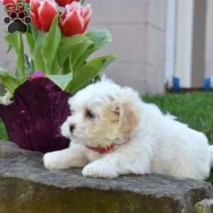 Charlie, Teddy Bear Puppy