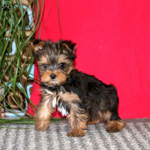 Charlie, Yorkie Puppy
