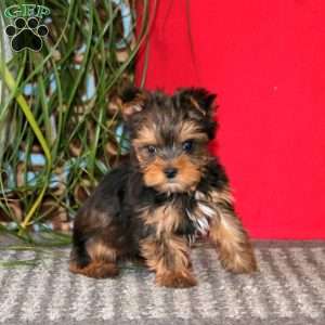 Charlie, Yorkie Puppy