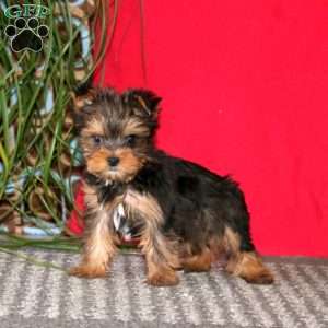 Charlie, Yorkie Puppy