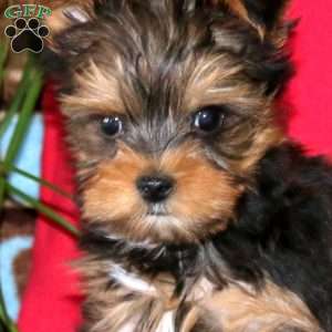 Charlie, Yorkie Puppy
