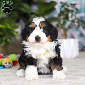 Charlie, Mini Bernedoodle Puppy
