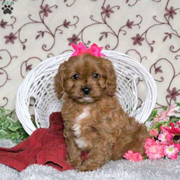 Charlotte, Cavapoo Puppy