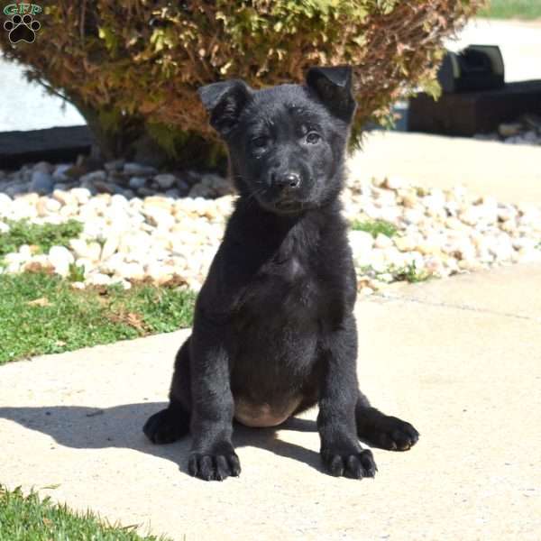 Charlotte, German Shepherd Puppy