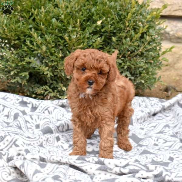 Charlotte, Mini Goldendoodle Puppy