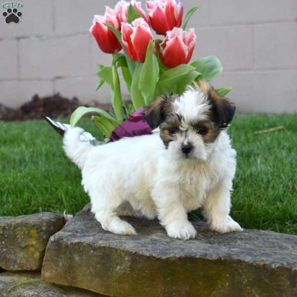 Charlotte, Teddy Bear Puppy