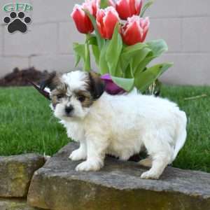 Charlotte, Teddy Bear Puppy