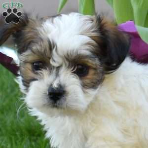 Charlotte, Teddy Bear Puppy