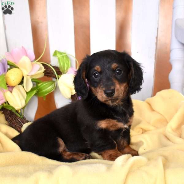 Chase, Dachshund Puppy