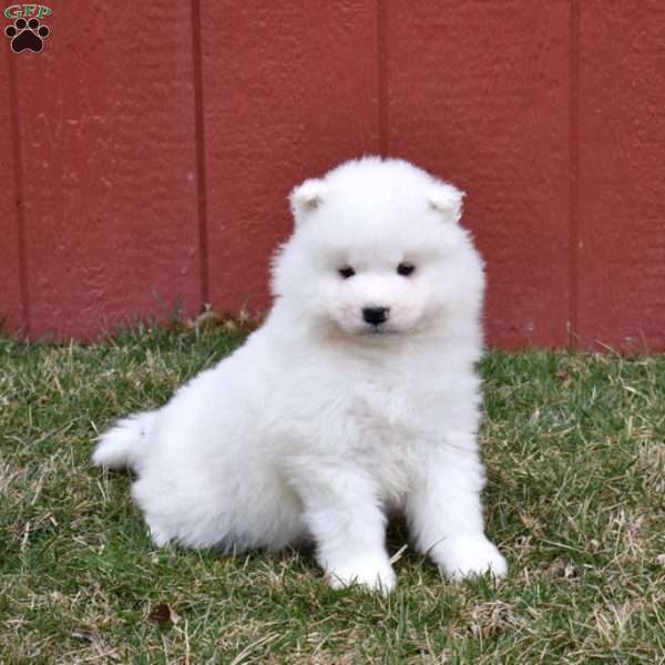 Chase, Samoyed Puppy