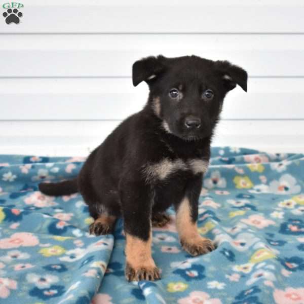 Chase, German Shepherd Puppy