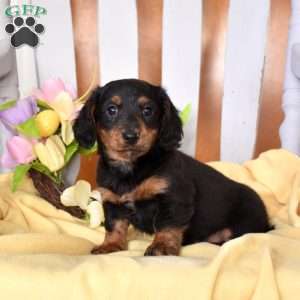 Chase, Dachshund Puppy