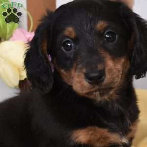 Chase, Dachshund Puppy