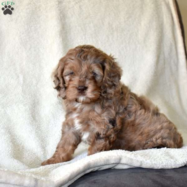 Checkers, Cockapoo Puppy