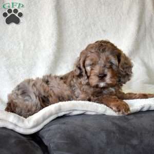 Checkers, Cockapoo Puppy