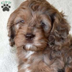 Checkers, Cockapoo Puppy