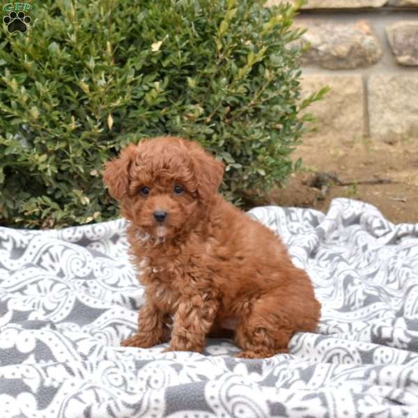 Cheddar, Mini Goldendoodle Puppy