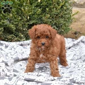 Cheddar, Mini Goldendoodle Puppy