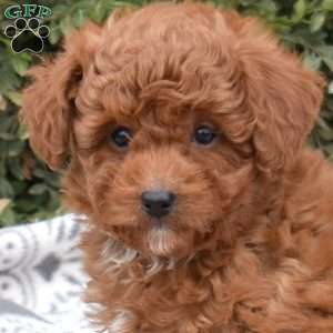 Cheddar, Mini Goldendoodle Puppy