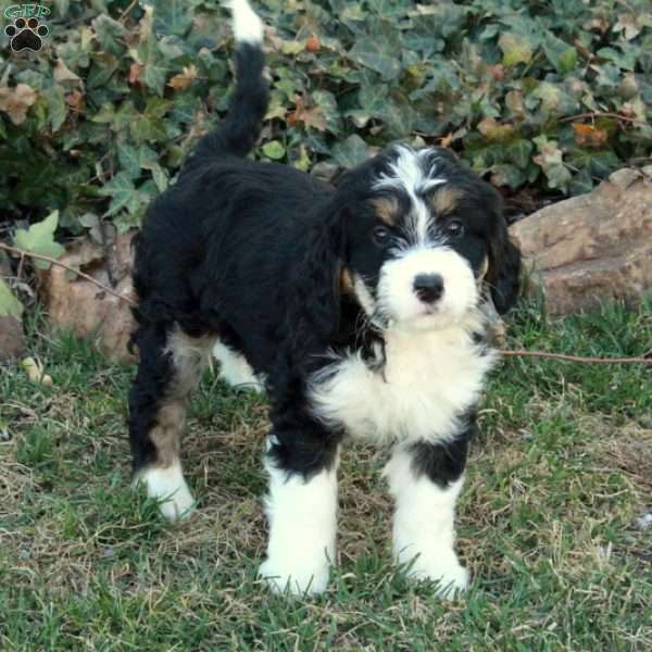 Chelsea, Mini Bernedoodle Puppy