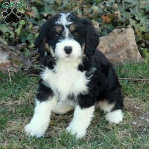 Chelsea, Mini Bernedoodle Puppy