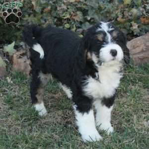 Chelsea, Mini Bernedoodle Puppy