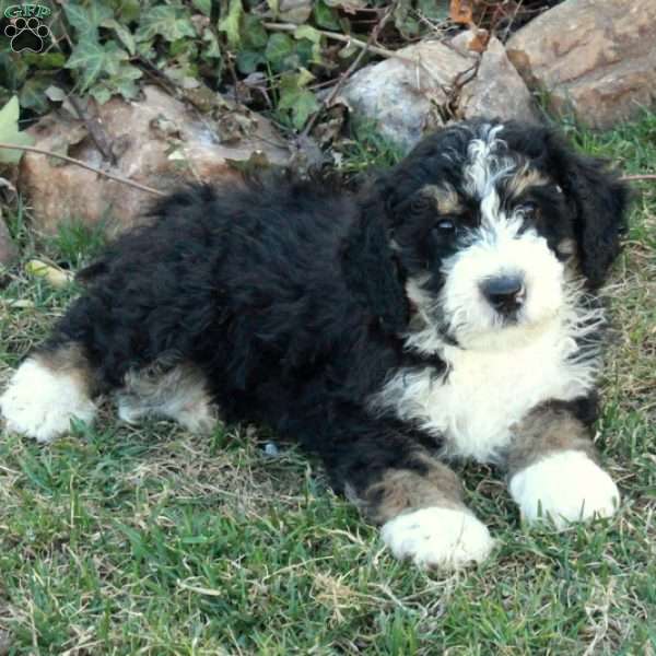 Chester, Mini Bernedoodle Puppy