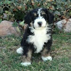 Chester, Mini Bernedoodle Puppy