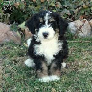 Chester, Mini Bernedoodle Puppy