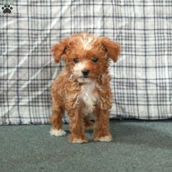 Chestnut, Toy Poodle Puppy