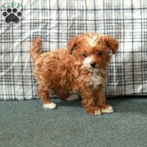 Chestnut, Toy Poodle Puppy