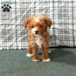Chestnut, Toy Poodle Puppy