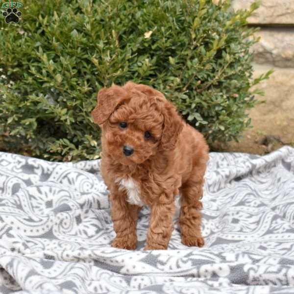 Chex, Mini Goldendoodle Puppy
