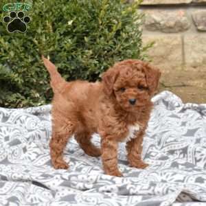 Chex, Mini Goldendoodle Puppy