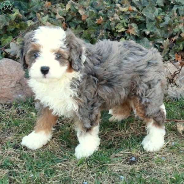 Chickory, Mini Bernedoodle Puppy