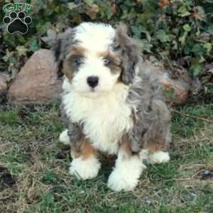 Chickory, Mini Bernedoodle Puppy