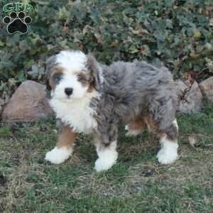 Chickory, Mini Bernedoodle Puppy