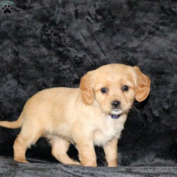 Chilly, Miniature Golden Retriever Puppy